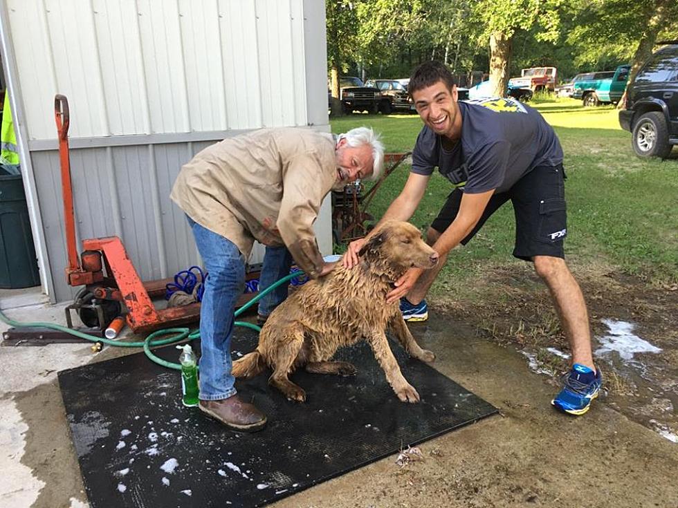 Bruno: Minnesota’s Legendary Dog Walks Into Town Everyday