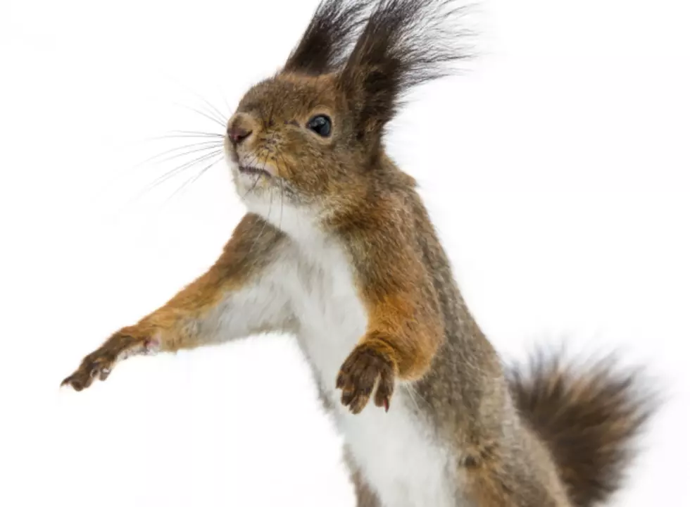 Ah, Nuts! Apparently, Female Squirrels Do All the Work Getting Ready for Winter – But the Male Will Pay