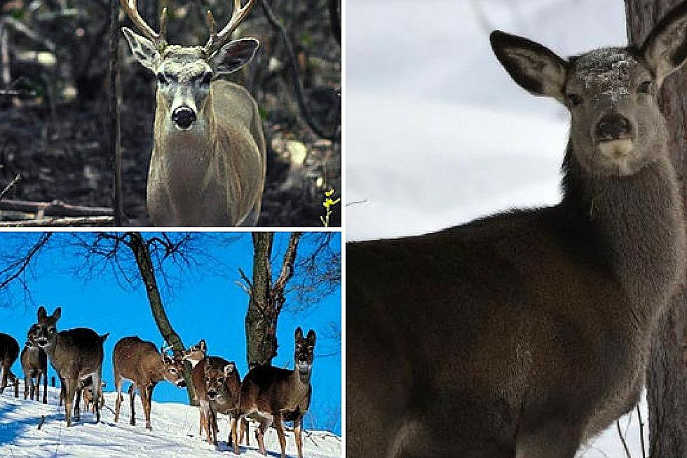 Oh Deer: Police Remove 50 Deer from Sioux Falls City Limits