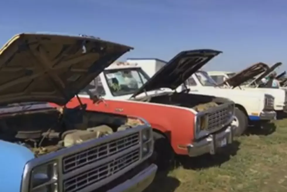 Classic Car Enthusiasts Flock to South Dakota for Epic Auction