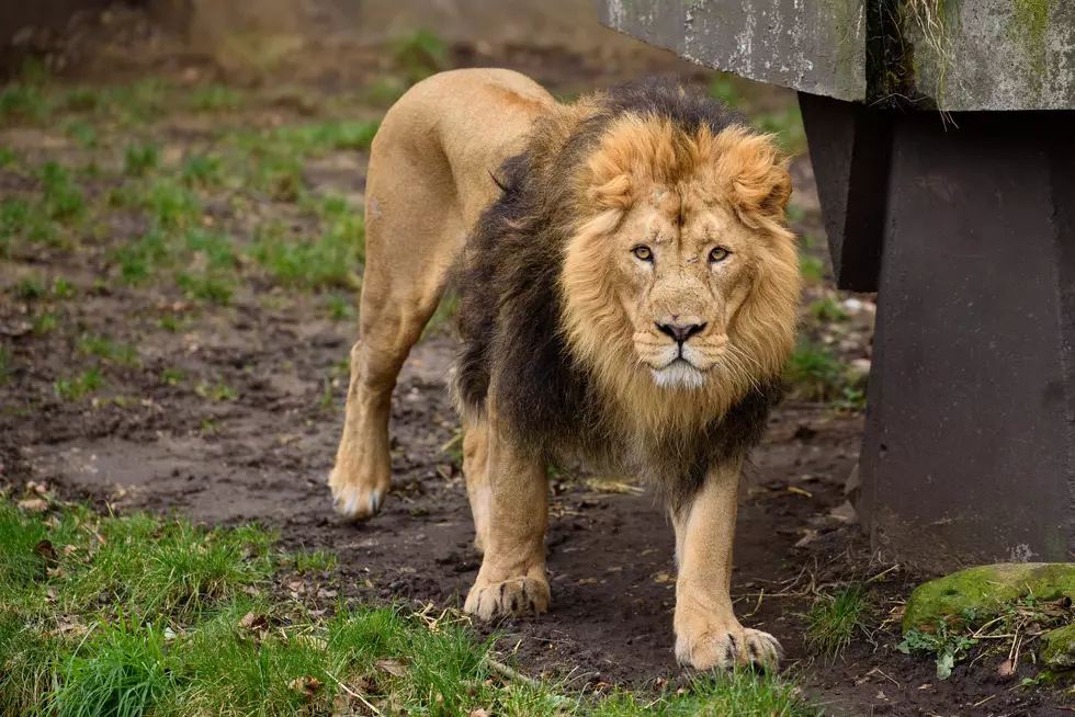 Lions Once Lived at Terrace Park