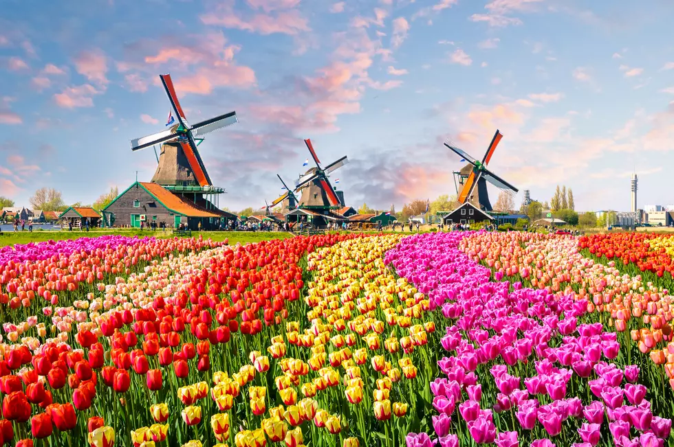 The Grand Dutch Tradition: The Tulip Festival is This Weekend