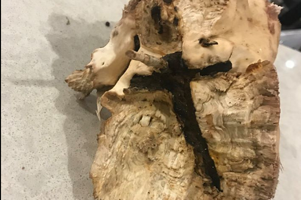 Image of Cross on The Tree That Flew Through Sioux Falls Hospital Lobby