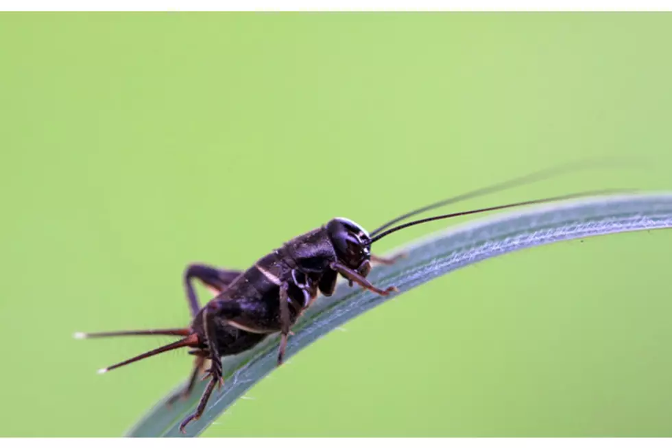 How to Guess the Outdoor Temperature By Cricket Chirps