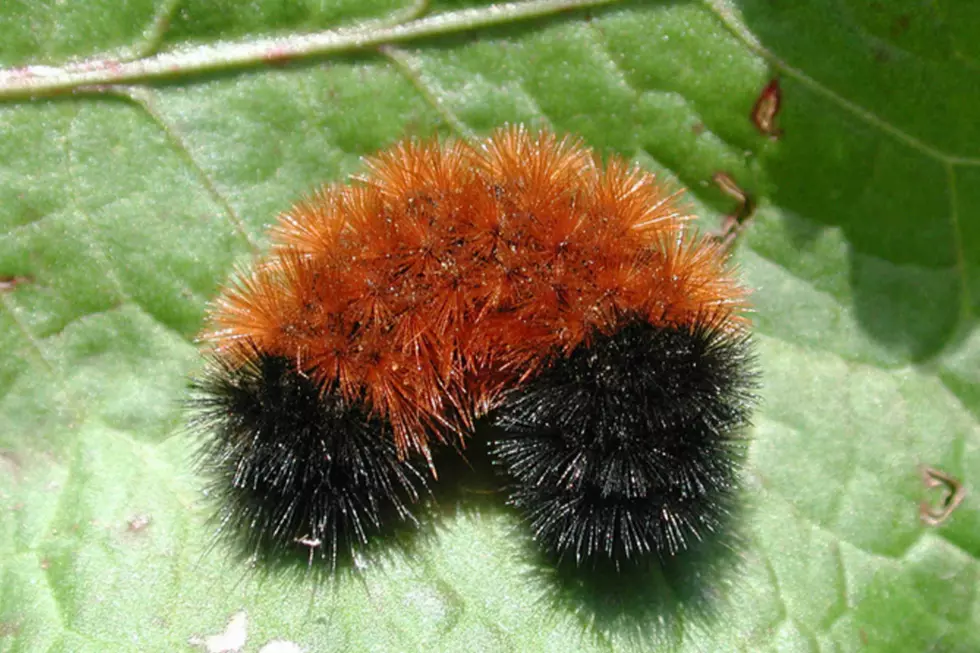 Can the Woolly Bear Caterpillar Predict the Winter in South Dakota?