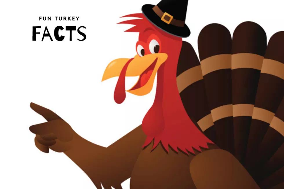 Fun Turkey Facts to Share While the Bird Roasts
