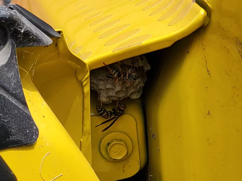 Irony: Wasps Find Home in Bee Camaro