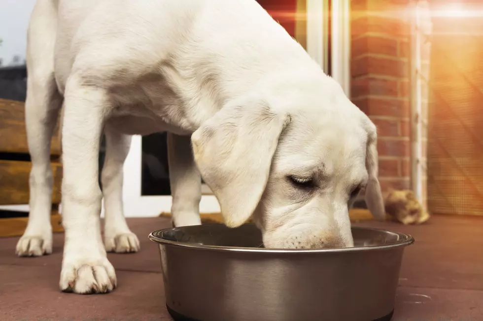 There’s Been a Massive Nationwide Dog Food Recall
