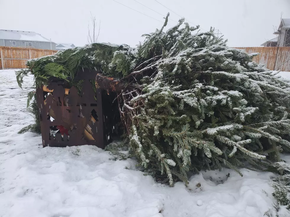 What To Do With Your Old Christmas Tree