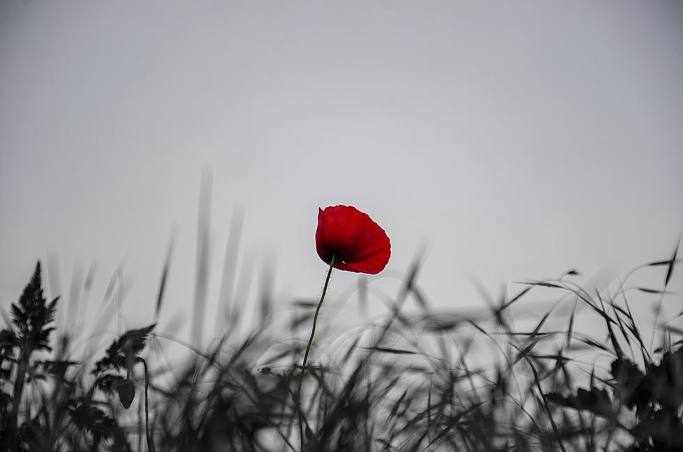 What Do Red Poppies Mean on Memorial Day?