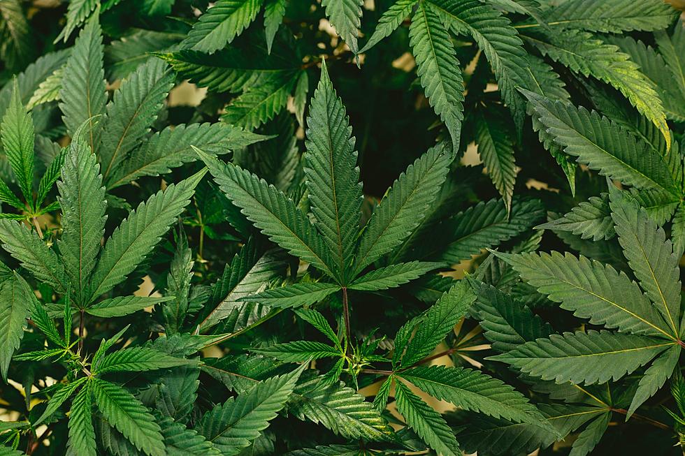 South Dakota Lawmakers Approve Marijuana Bill