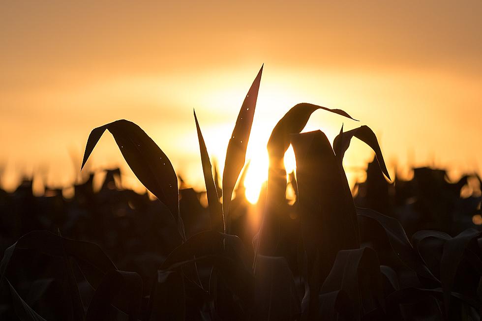 Reincornation: Sioux Falls Has Another Rogue Corn Stalk