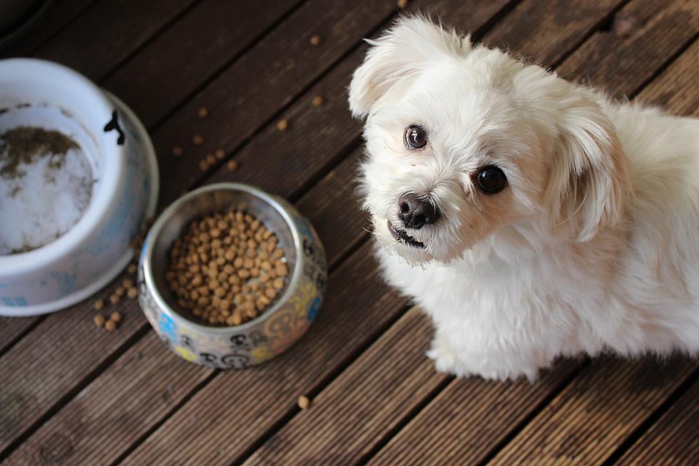 More than 5,000 Cases of Dog Food Recalled