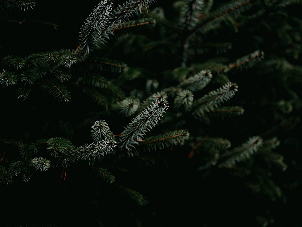 Sioux Falls Announces Christmas Tree Drop Off Sites, Dates