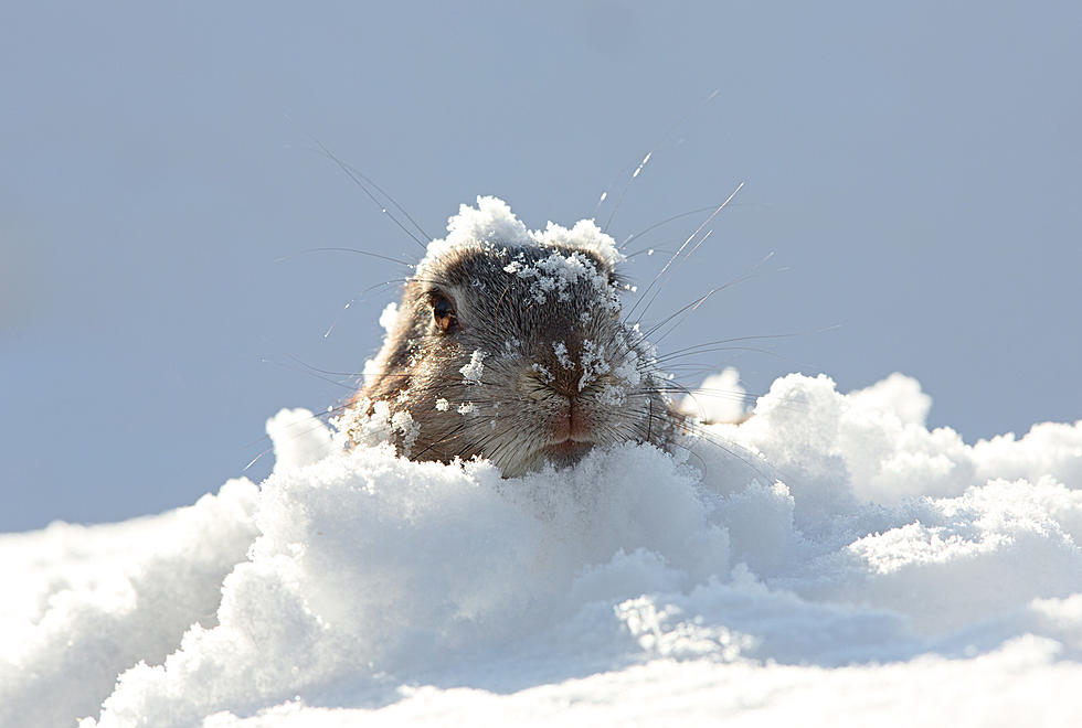 Some Crazy Snow Storm Videos From South Dakota 