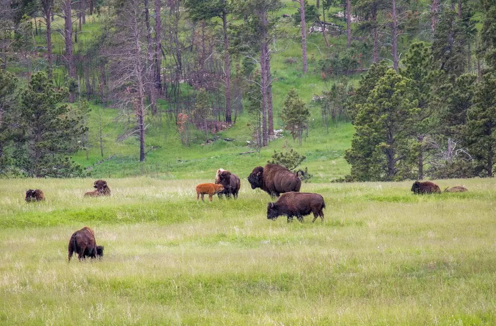 National Park Service Issues Funny Reminder about Wildlife Safety