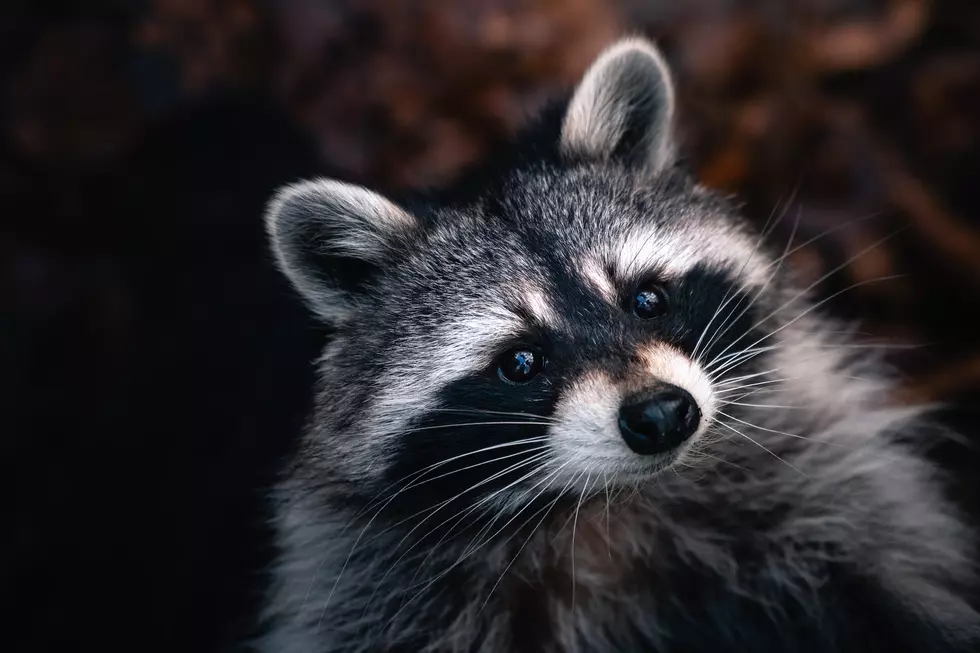 Raccoon in North Dakota Bar Leads to Rabies Scare