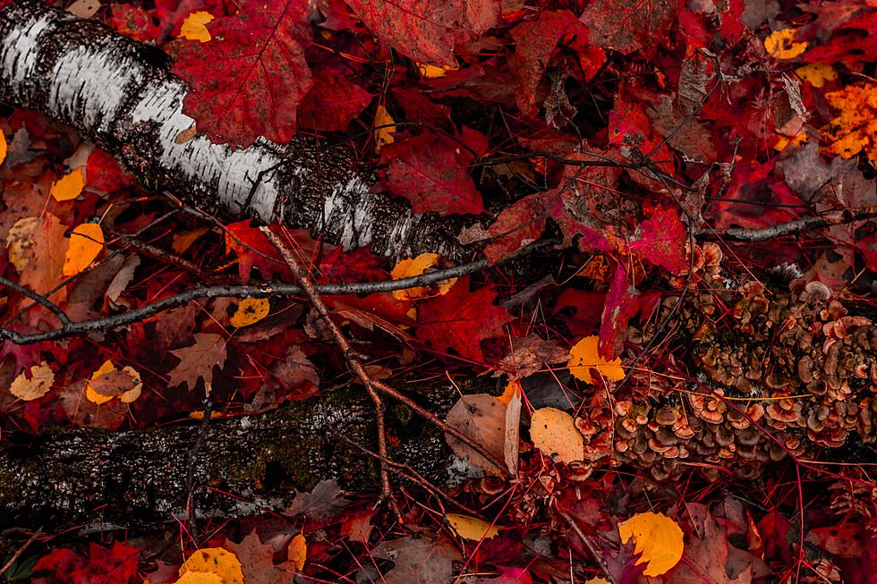 South Dakota Fall Foliage Destinations That Deserve a Weekend Road Trip