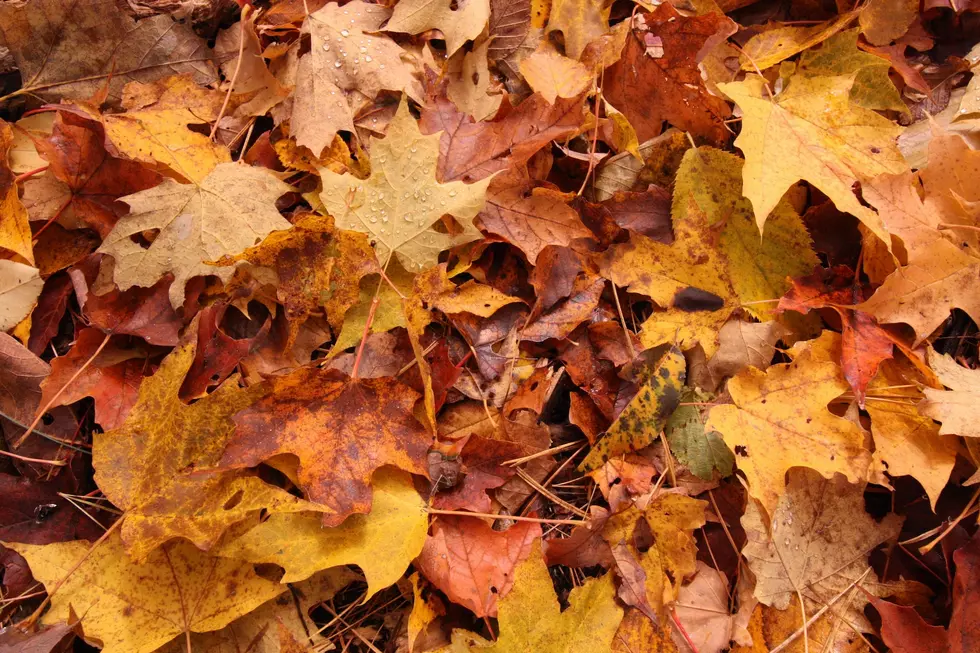 Opening Date Set for Sioux Falls Leaf and Branch DropOff Sites