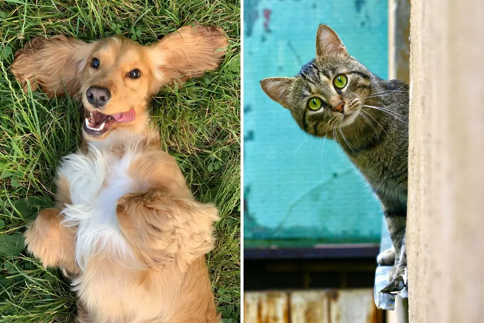 2022’s Most Popular Dog and Cat Names in America