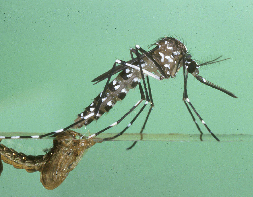 Asian Tiger Mosquito in South Dakota Experts Warn