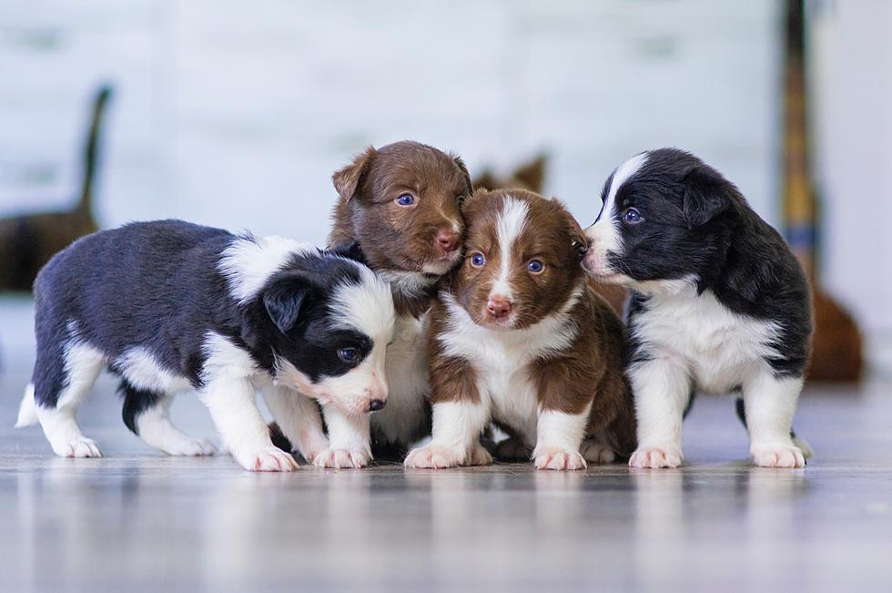 Iowa Is One of the Worst States in America for Puppy Mills