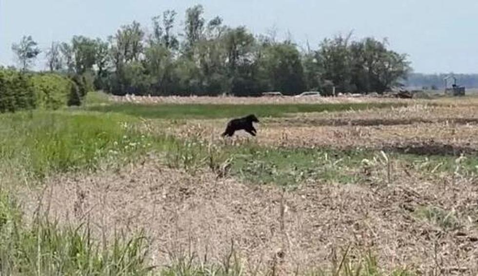 Highway Patrol Confirms Bear Roaming in South Dakota