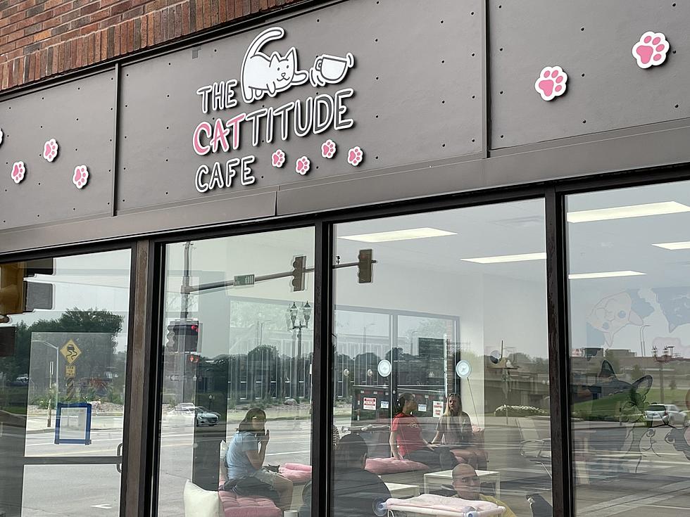 A Look Inside Sioux Falls’ New Cat Cafe