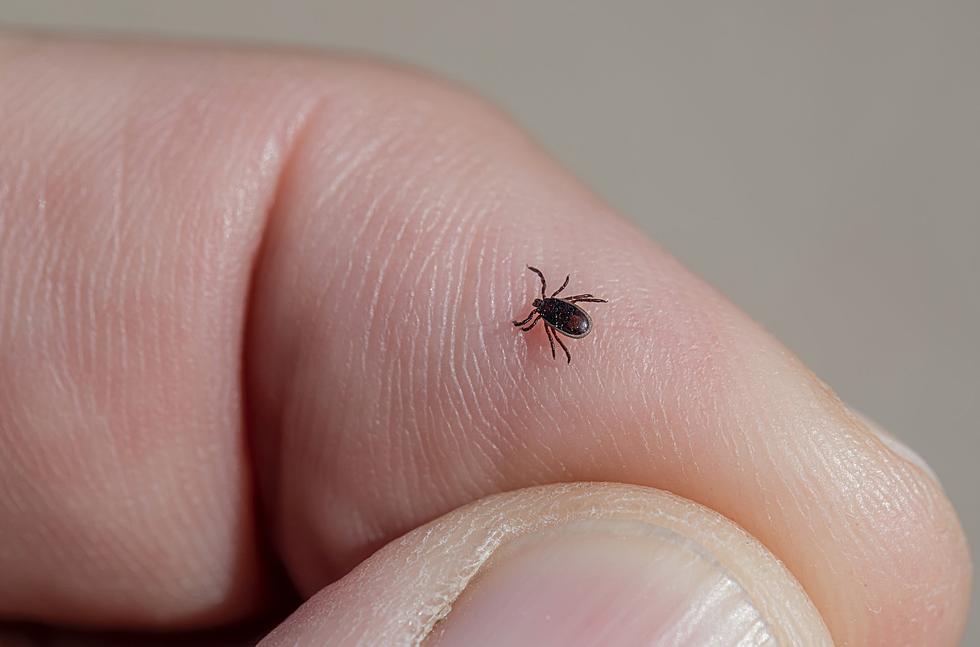 Minnesota Is One of the Worst States for Tick-Borne Disease Cases