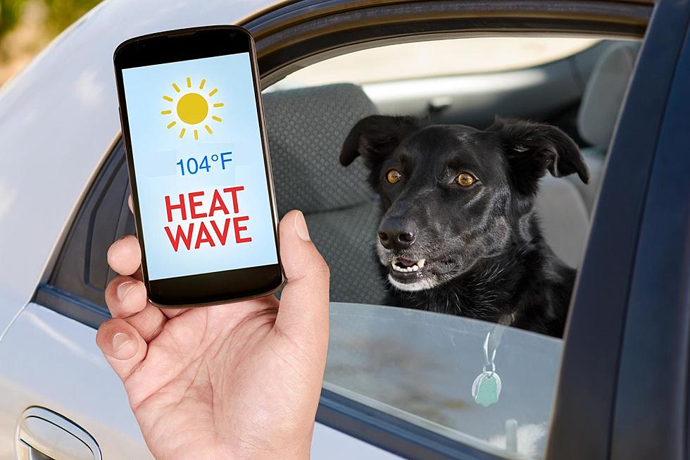 Can You Legally Rescue a Dog in a Hot Car in South Dakota?