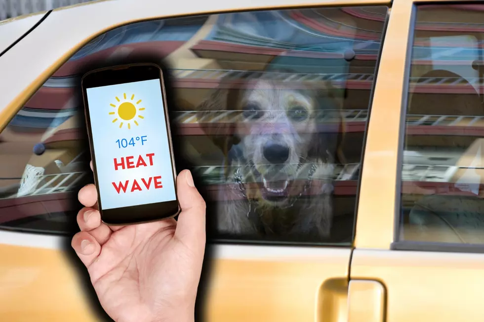 Can You Legally Rescue a Dog in a Hot Car in South Dakota?