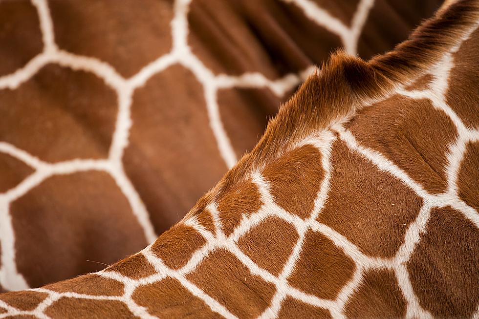 Iowa Woman Has Giraffe Poop in Her Luggage at a Minnesota Airport