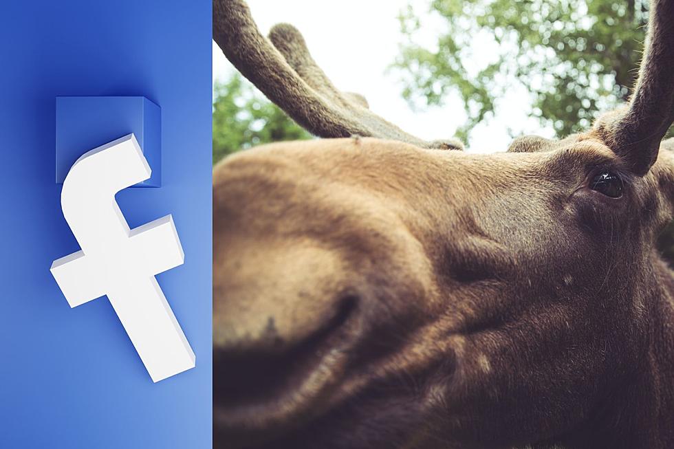 Minnesota ‘Moose on the Loose’ Has 20,000+ Facebook Followers