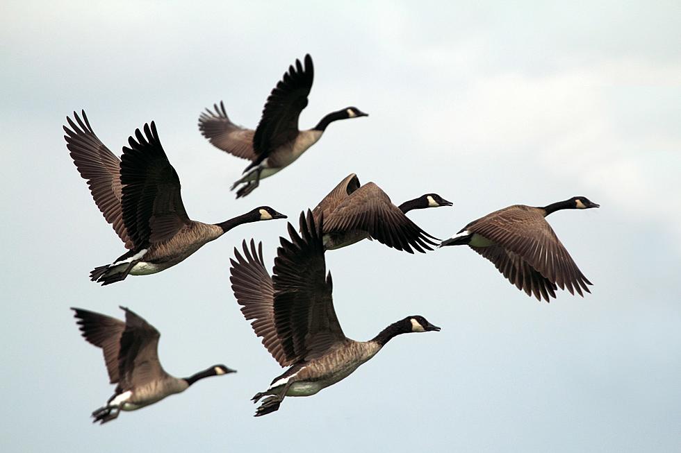 Sioux Falls Regional Airport Has a Geese Problem