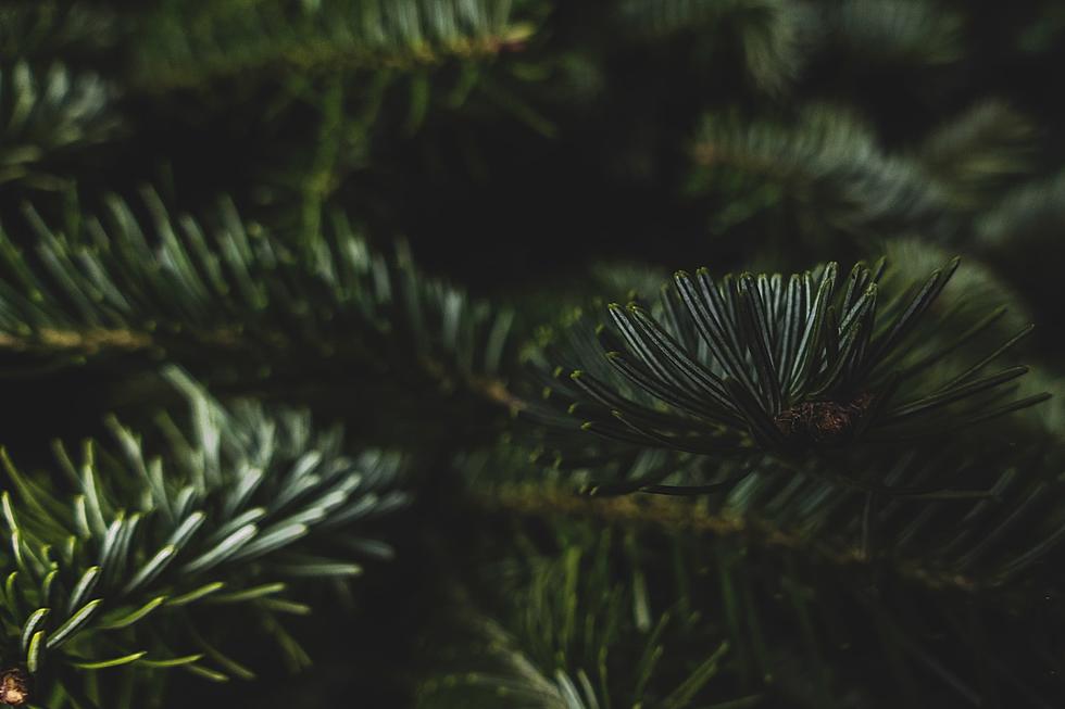 Here’s What You Need to Know about Sioux Falls’ Christmas Tree Drop-Off Sites