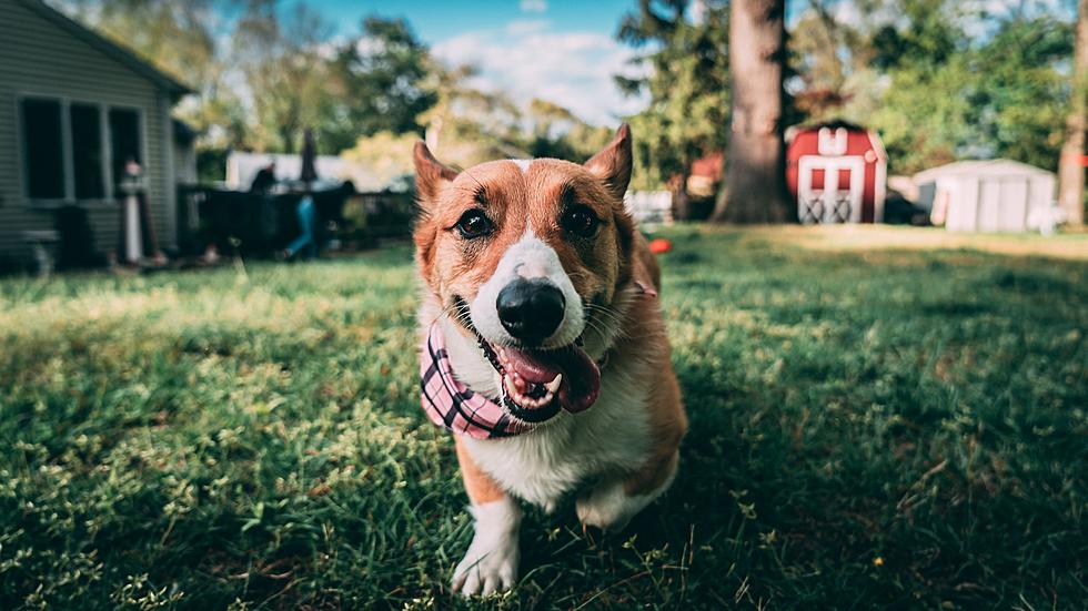 Best Dog-Friendly Airbnbs in South Dakota, Iowa, Minnesota