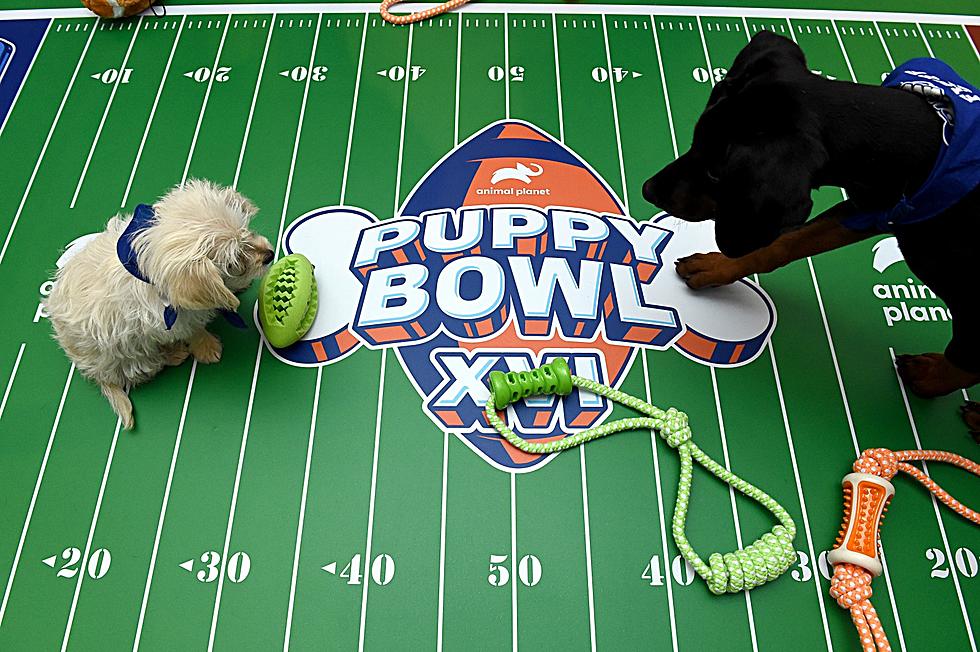 There’s a Strong Iowa Presence in This Year’s Puppy Bowl