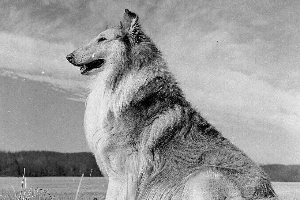 Sioux Falls Most Heroic Dog: Nipper the Collie