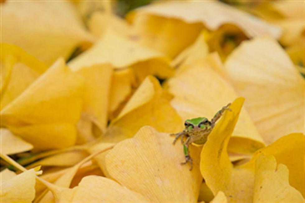 Frog Found In Salad Bag