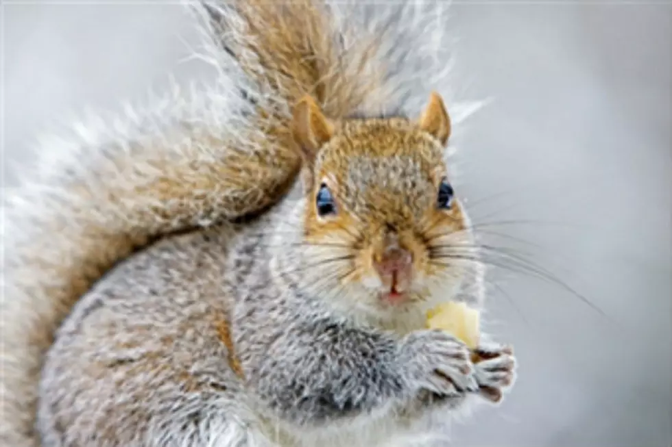 Squirrel Population Growth Causing Havoc