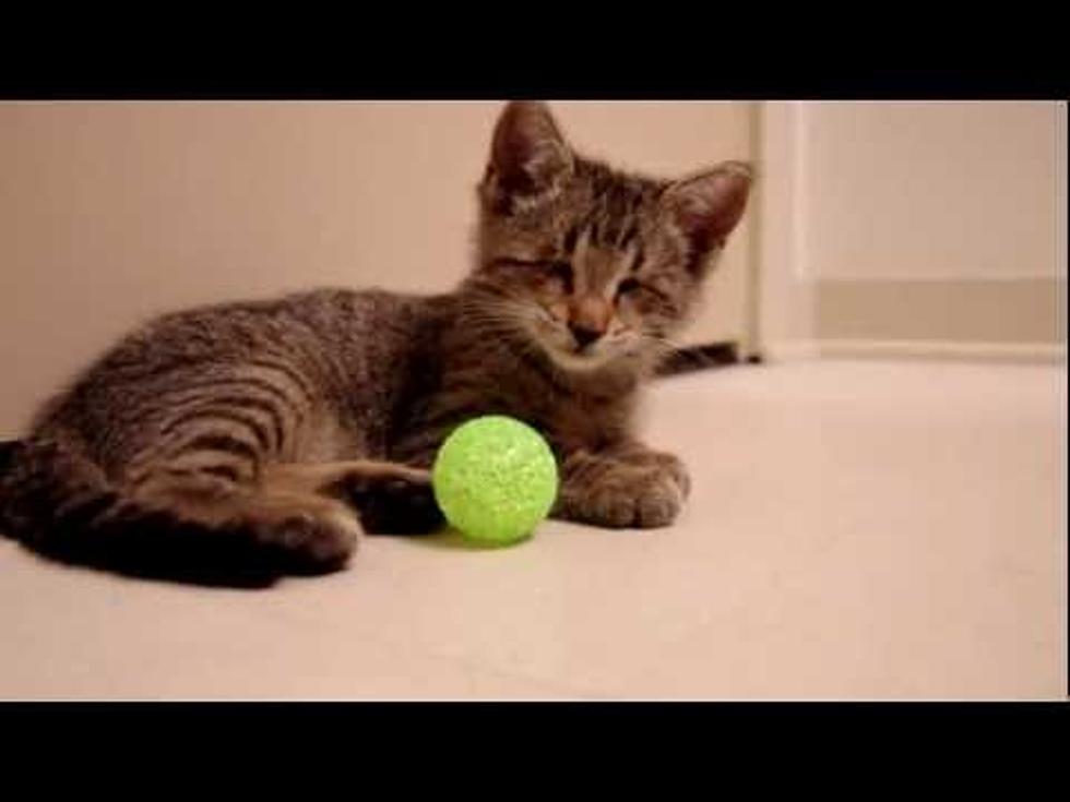 Blind Kitty Video Wins Friskies First Prize!