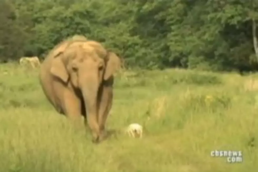 Elephant And Dog Could Teach Us ALL About Being Friends