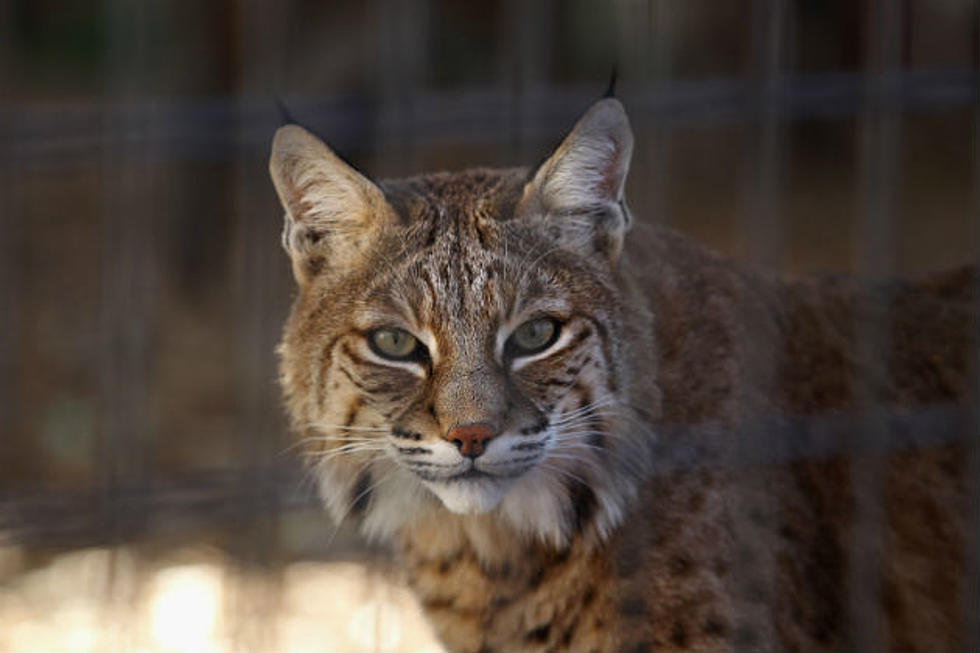 Maine Women Tried To Rescue A Bobcat