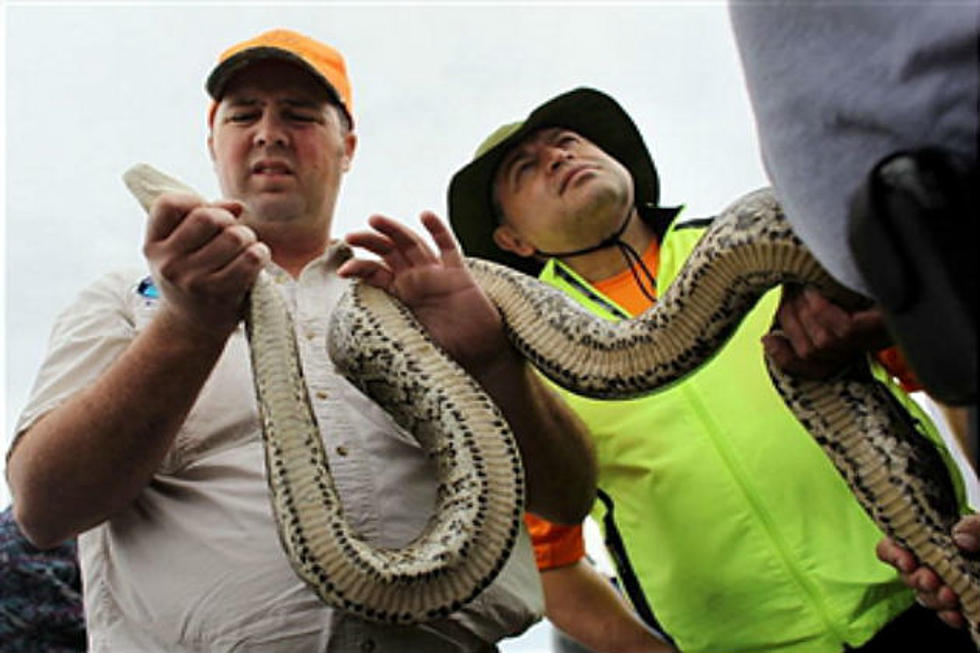 Flordia’s Burmese Python Hunt is Over and Only 50 Snakes Bagged