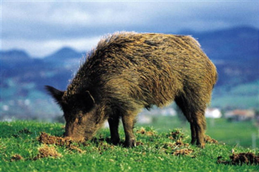Feral Pig Population Growing at an Alarming Rate