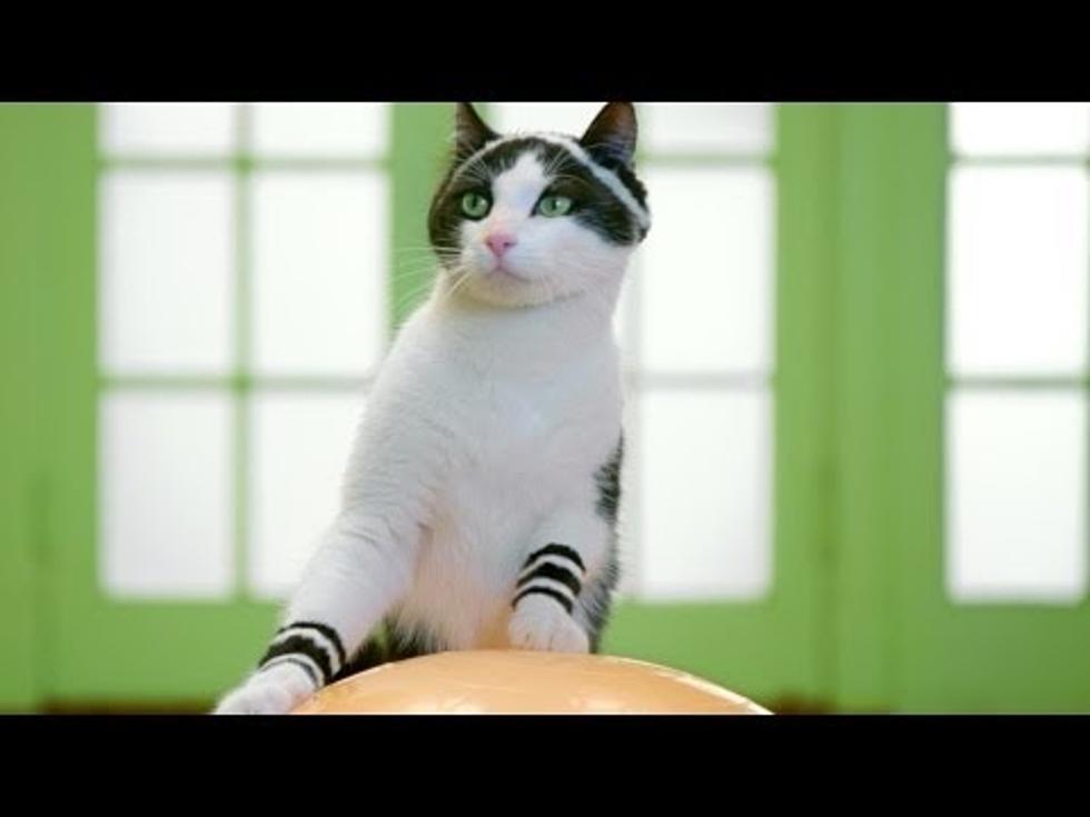 Pop Song Uses Exercising Cats In Video!