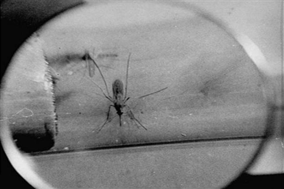 Mosquitoes the Size of Quarters are Headed to Florida This Year