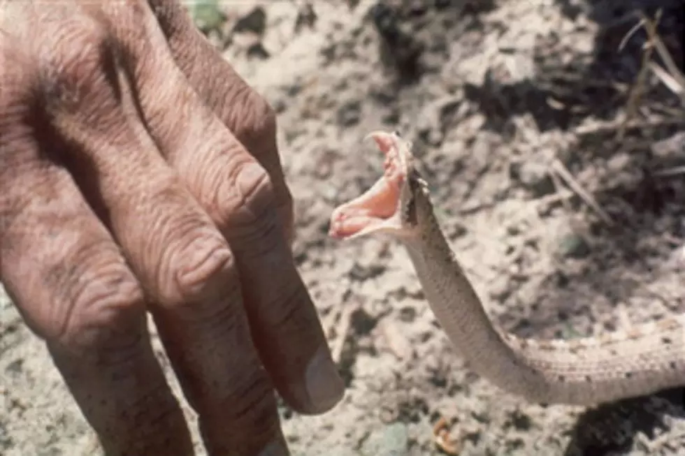 Snake Expert Dies of Snake Bites