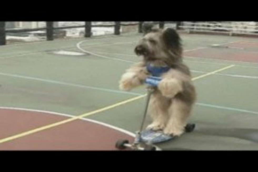 Norman the Scooter Riding Dog Goes for World Record