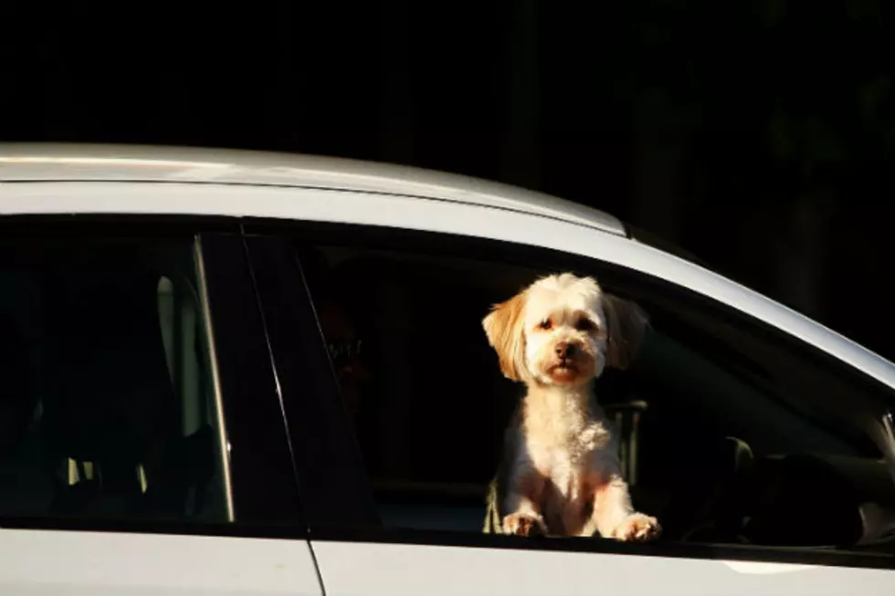 REMINDER: Temps Are Rising! Dogs Die In Hot Cars [VIDEO]